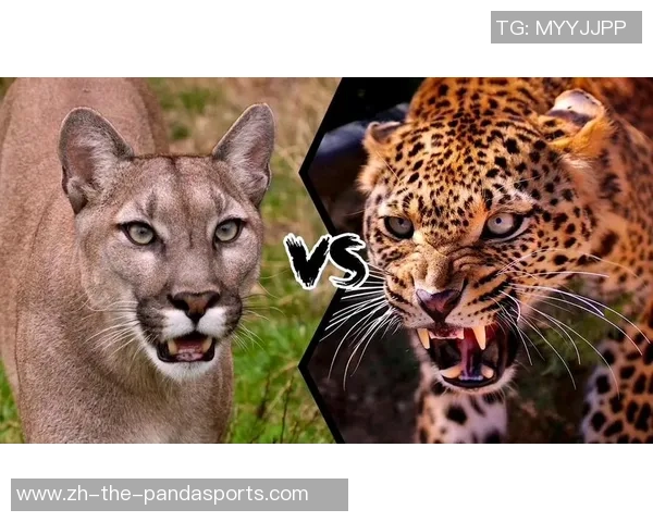 瓜达拉哈拉与美洲狮精彩对决比分直播全程跟踪分析