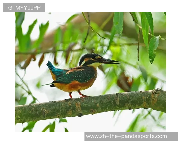 翠鸟东孟加拉与图里刚格啊格拉加的精彩对决与生态探秘